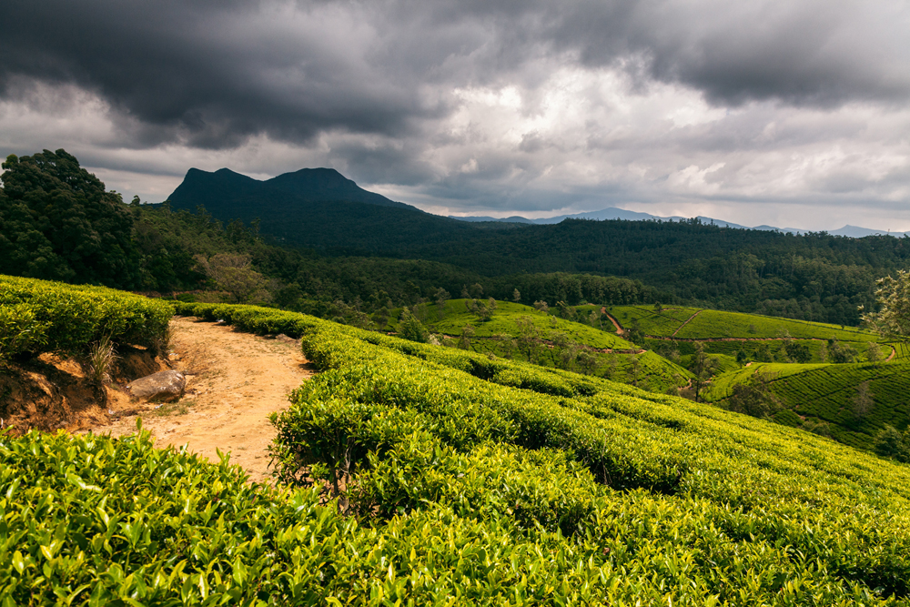 Nuwara Eliya, město v horách nedaleko nejvyššího vrcholu země Pidurutalagala, proslulo čajovými plantážemi. Jeden z výnosných předmětů podnikání pro Evropany.